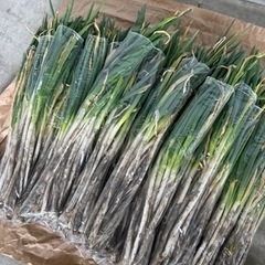   【完売しました】規格外ネギ  ¥200