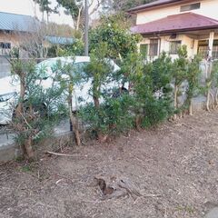 生垣の植木　お譲りします