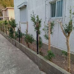 生垣の植木　お譲りしますの画像