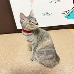 【珍しいパステルサビ】姉妹で保護した女の子 - 薩摩川内市