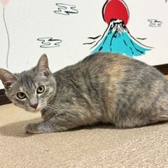 【珍しいパステルサビ】姉妹で保護した女の子 - 猫
