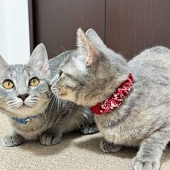 【珍しいパステルサビ】姉妹で保護した女の子 − 鹿児島県