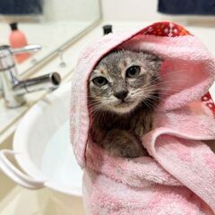 【珍しいパステルサビ】姉妹で保護した女の子