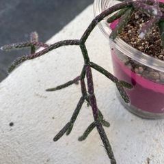 多肉植物🪴？の画像
