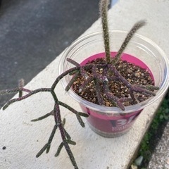 多肉植物🪴？の画像