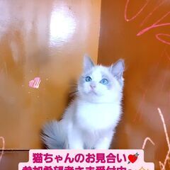 3/3(日)譲渡会♪10月生ラグドール♂ブルーポイントバイカラー (⋈◍＞◡＜◍)。✧♡ の画像