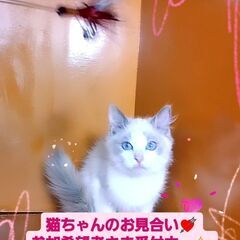 3/3(日)譲渡会♪10月生ラグドール♂ブルーポイントバイカラー (⋈◍＞◡＜◍)。✧♡  - 大田区