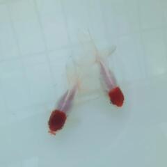 完売🙇🐟お得２匹セット🉐国産　丹頂　可愛く水槽飼育もおすすめサイ...