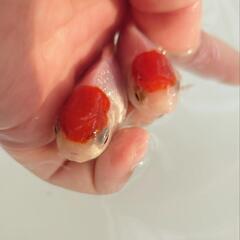 完売🙇🙇🐟お得２匹セット🉐国産　丹頂　可愛く水槽飼育もおすすめサイズ✨約９センチ前後　安心現物個体😌 　№３の画像