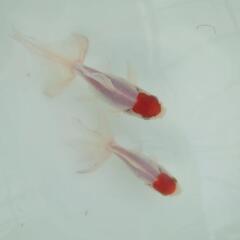 完売🙇🙇🐟お得２匹セット🉐国産　丹頂　可愛く水槽飼育もおすすめサ...