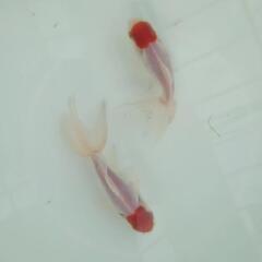 完売🙇🙇🐟お得２匹セット🉐国産　丹頂　可愛く水槽飼育もおすすめサイズ✨約９センチ前後　安心現物個体😌 　№３の画像