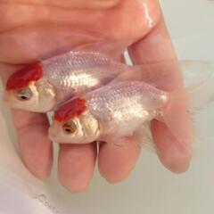 完売🙇🙇🐟お得２匹セット🉐国産　丹頂　可愛く水槽飼育もおすすめサイズ✨約９センチ前後　安心現物個体😌 　№３の画像