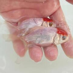 完売🙇🙇🐟お得２匹セット🉐国産　丹頂　可愛く水槽飼育もおすすめサイズ✨約９センチ前後　安心現物個体😌 　№３の画像