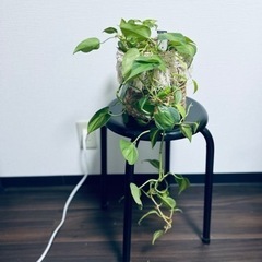 パイプ椅子　スツール  2個の画像