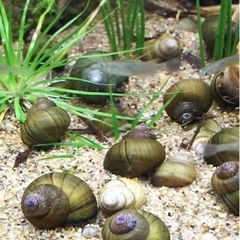 ヒメタニシ