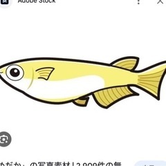 メダカ