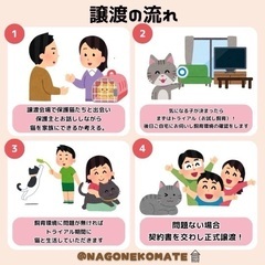 名古屋市 保護猫譲渡会 2/25 - 地域/お祭り