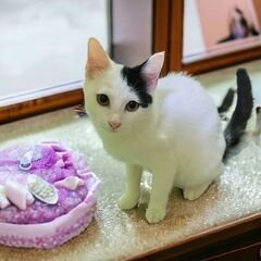 ２月25日（日）🩷🩷三鷹で猫の譲渡会🩷🩷白黒の女の子生後6ヶ月　...