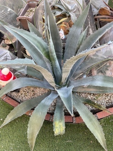 限定価格‼️アガベ　超特大　アメリカーナ　今なら子株3株付き