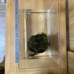 イモリケースごとの画像