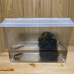 イモリケースごと