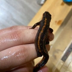 イモリケースごとの画像