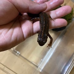 イモリケースごとの画像