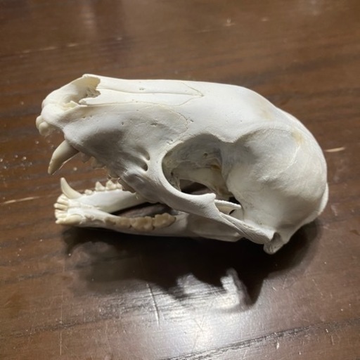 アライグマの頭蓋骨