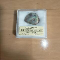 真珠光沢状のアンモナイト
