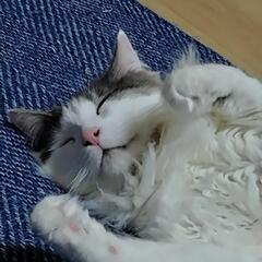 メインクーン