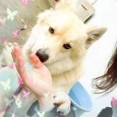 【☆★☆里親様決定☆★☆】皆様ご協力くださいまして誠にありがとう...
