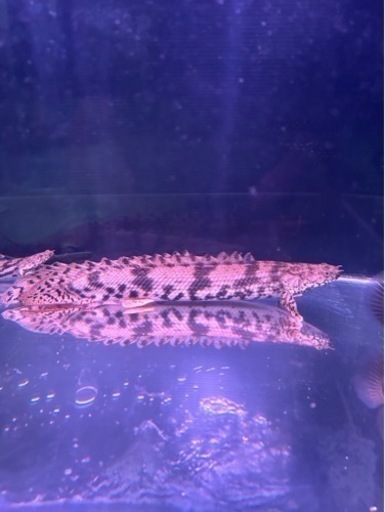 熱帯魚譲ります。