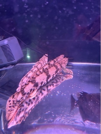 熱帯魚譲ります。