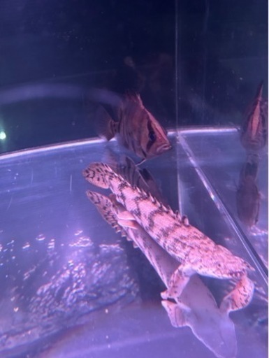 熱帯魚譲ります。