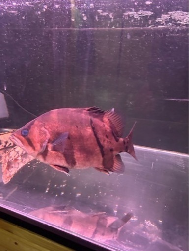 熱帯魚譲ります。