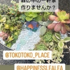 ３／８（金）→延期❣️完全予約制募集中！多肉植物寄せ植えワークシ...