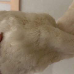 服/ファッション コート レディースの画像