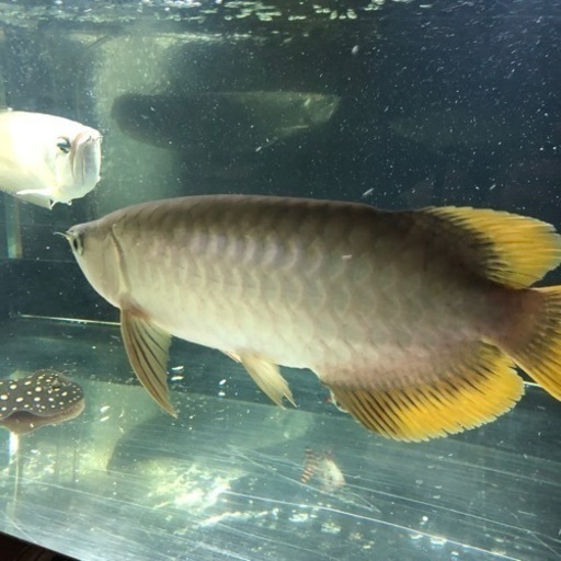 パンジャーレッドアロアナ