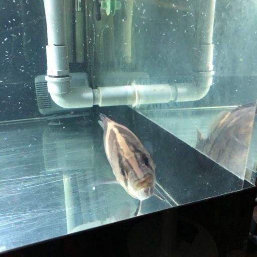 ダトニオプラスワン