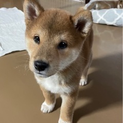 （一旦中止）12月20日生まれの柴犬仔犬の響くん