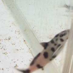 Amazon | 【熱帯魚・アフリカンシクリッド】 ゴールデンゼブラ