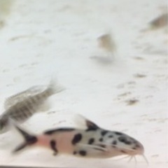 Amazon | 【熱帯魚・アフリカンシクリッド】 ゴールデンゼブラ