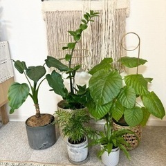 【取引き決定】初心者の方でも　観葉植物5種類セット