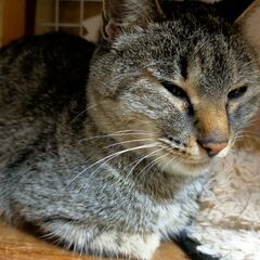 可愛いキジトラちゃん（追記有り）