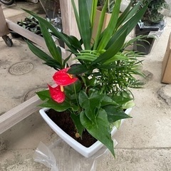 ユッカ　その他観葉寄せ植え