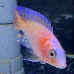 アフリカンシクリッド アウロノカラ　ピンク　6-7㎝　自家繁殖　...