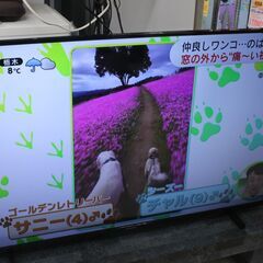 フナイ　55型液晶テレビ　2022年製　4Kチューナー搭載