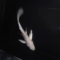 完売🙇　🐟ヒレナガ錦鯉✨ホワイト ✨これから育成、鑑賞更に楽しめます✨約１４センチ前後 　№1の画像
