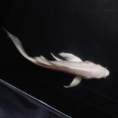 完売🙇　🐟ヒレナガ錦鯉✨ホワイト ✨これから育成、鑑賞更に楽しめます✨約１４センチ前後 　№1の画像