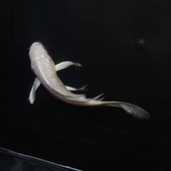 完売🙇　🐟ヒレナガ錦鯉✨ホワイト ✨これから育成、鑑賞更に楽しめます✨約１４センチ前後 　№1の画像